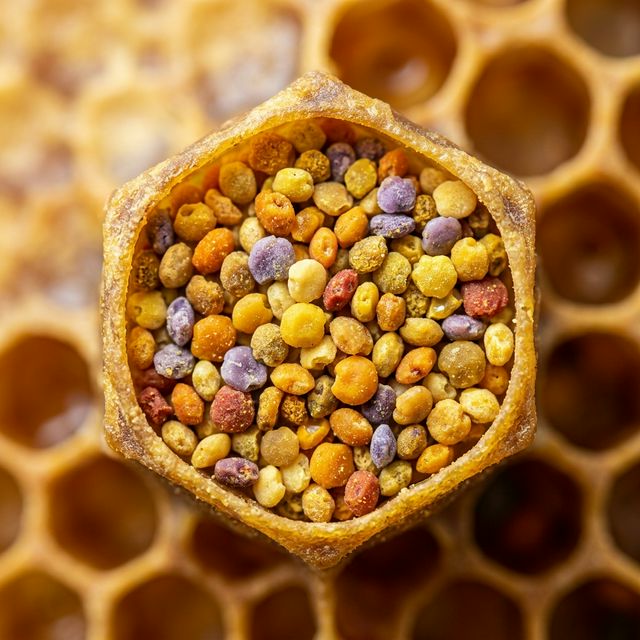 Regional Pollen richness